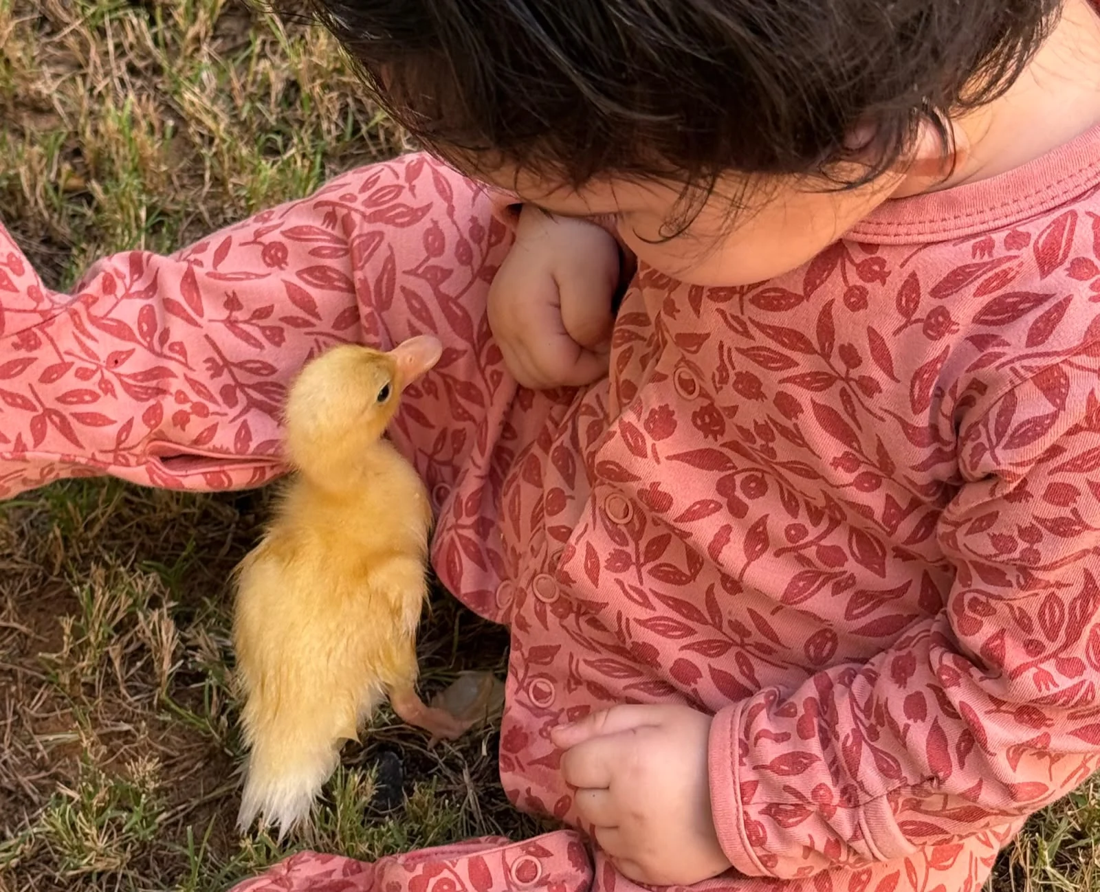 Baby observing a duckling outdoors.